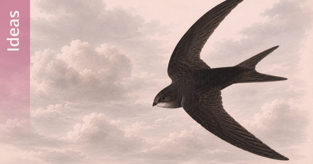 Swivet Examples On the common swift • Tiro Typeworks